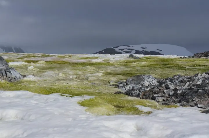 Antarctica